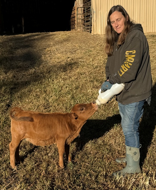 miniature jersey cross heifer bottle calves